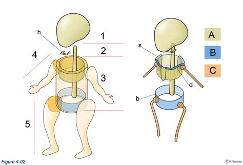 Architecture de base du corps humain – Anatomie humaine.